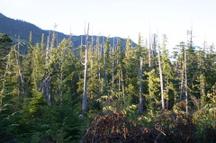 logging_roads_country 002.jpg