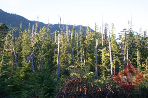 logging_roads_country 002.jpg