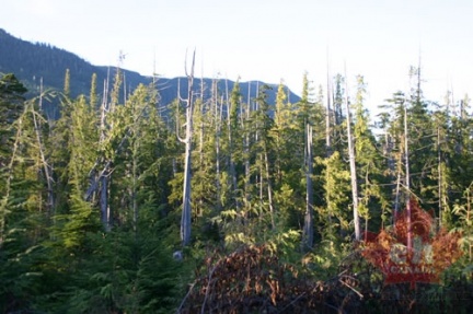 West Coast Trees