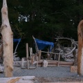 Driftwood Logs