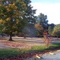 Fall is Coming