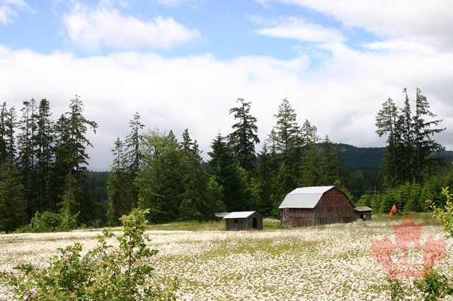 Fields of Flowers