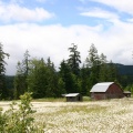 Fields of Flowers