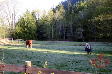 Horses