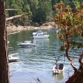 Moored in Cove