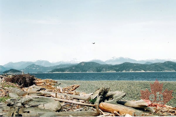 Driftwood Logs
