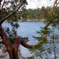 Arbutus Tree