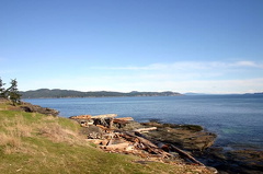 Driftwood