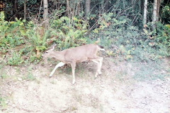 Deer