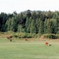 Farm Fields
