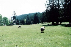 Farming
