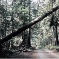 Dirt Road
