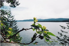 Arbutus Trees