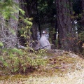 Grouse