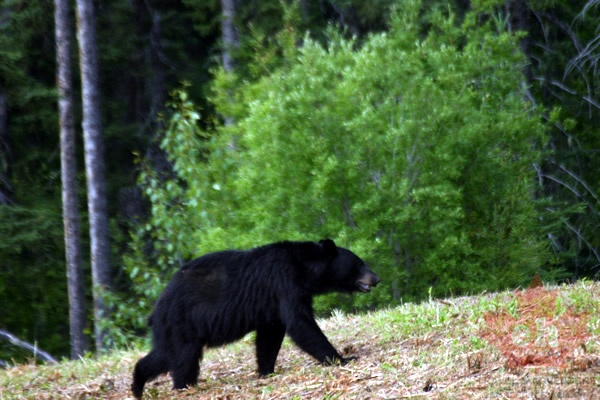 Black Bear