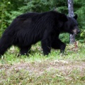 Black Bear Close Up