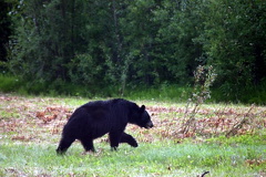 Black Bear Sighting
