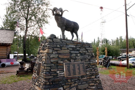 Big Horn Sheep