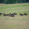 Bison Sighting