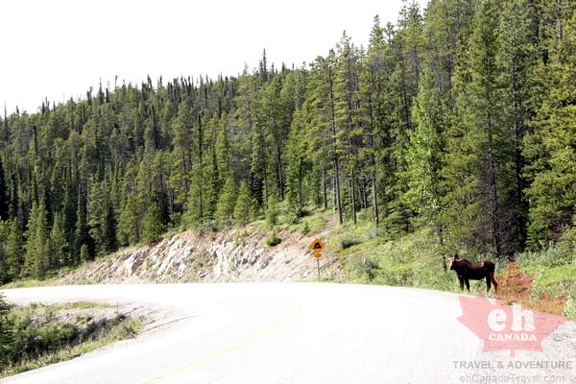 Moose Crossing
