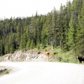 Moose Crossing