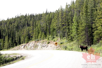 Moose Crossing