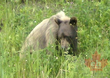 Grizzly Bear