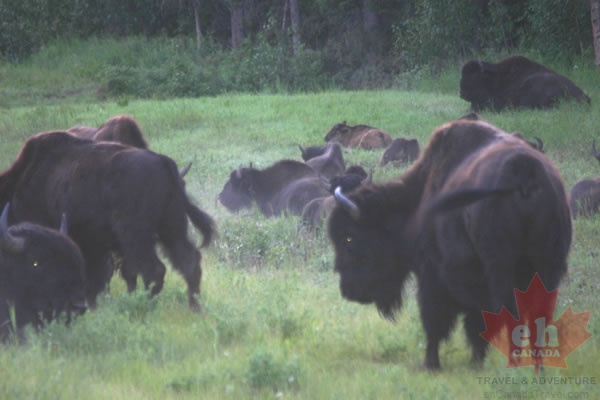 hwy-bison2004.jpg