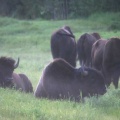 Buffalo