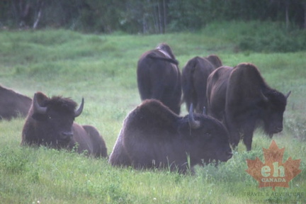 Buffalo