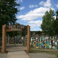 Sign Post Forest