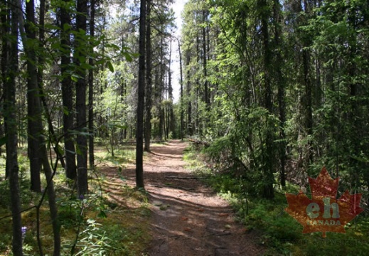 trail 002