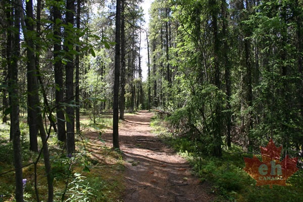 trail 002