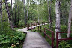 Boardwalk Trail