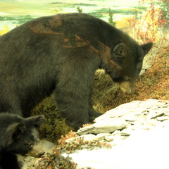 Black Bear