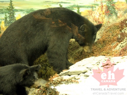 Black Bear