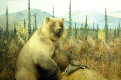 grizzly8002.jpg
