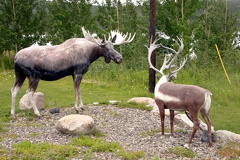 Wildlfie Sighting in Teslin