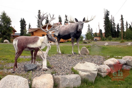 Wildlife