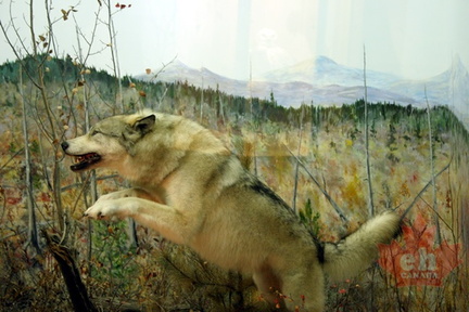 Wolf