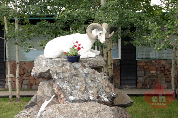 mountain-goat.jpg