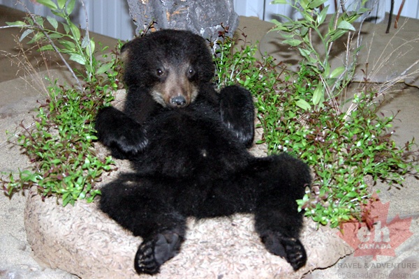 museum-black-bear.jpg