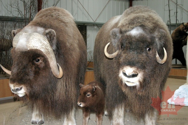 museum-muskox.jpg