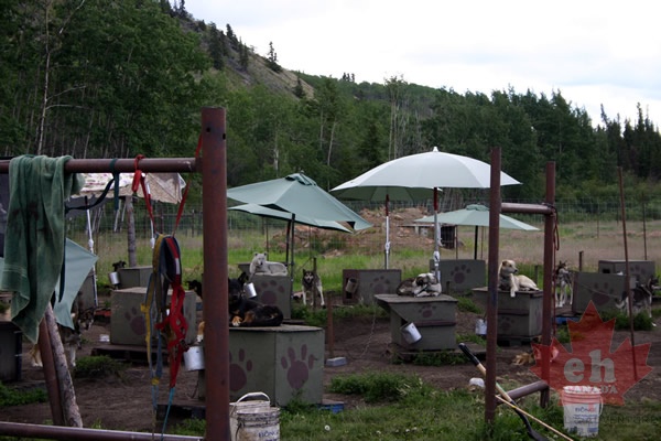 sled-dogs 001.jpg