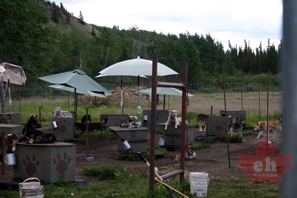 sled-dogs 002.jpg
