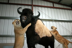 Buffalo