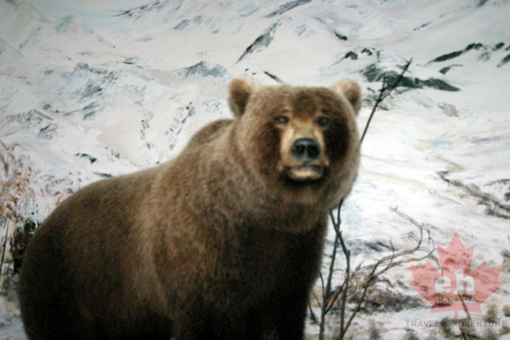 Grizzly