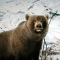 Grizzly
