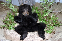 Bear Cub