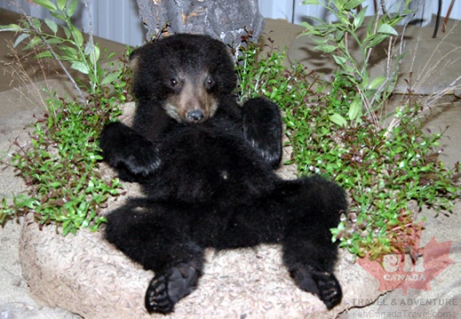 Bear Cub